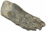Fossil Dinosaur Bone Section - Montana #326478-1